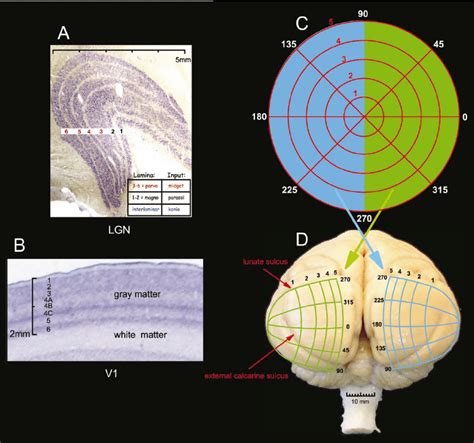 Layout Of The Lateral Geniculate Nucleus And Primary Visual Cortex
