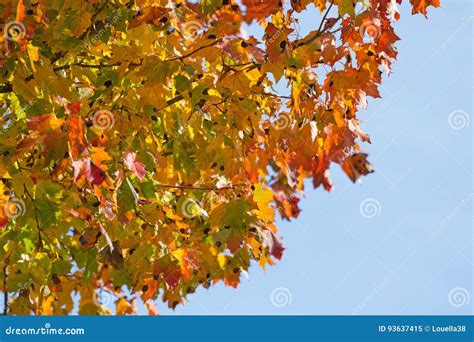 Yellow Red And Green Maple Tree Leaves Stock Image Image Of Bright
