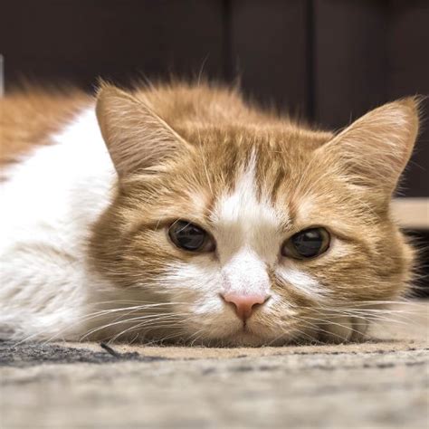 An error occurred while setting your user cookie. Kidney stones in cats - Symptoms and treatment | FavCats.com