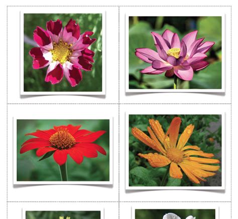 The Helpful Garden Flower Matching Cards