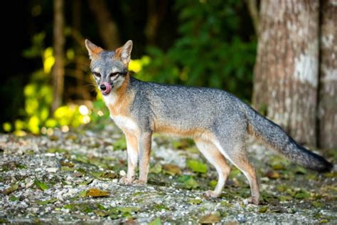 Gray Foxes Exotic Pet Wonderland