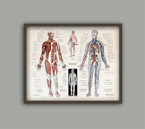 Human Muscles Body Antique Anatomy Wall Art Poster Human Etsy