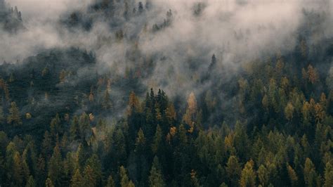 Foggy Forest Background Hd