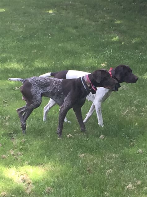 1,770 likes · 21 talking about this. German Shorthaired Pointer Puppies For Sale | Mound, MN #242450