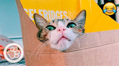 Cats And Box Funny Cat Videos Compilation April 2019 Adew Pets Centre