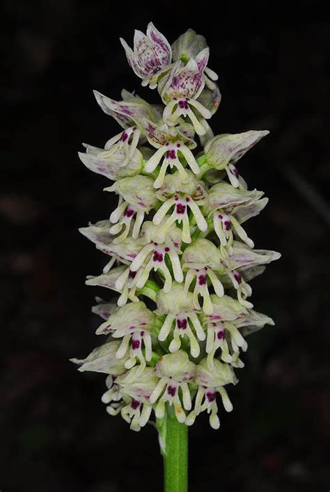 Orchis galilaea (Bornm. & M.Schulze) Schltr. | Plants of the World ...