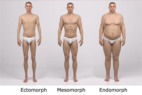 Male Body Types Endomorph Ectomorph And Mesomorphs My Fit Foods