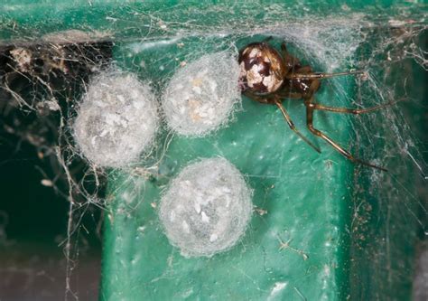 Spider Eggs Inside Your Home Bayou Cajun Pest Control