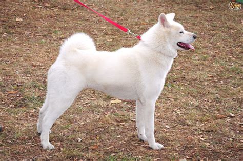 Japanese Akita Inu Dog Breed Facts Highlights And Buying Advice