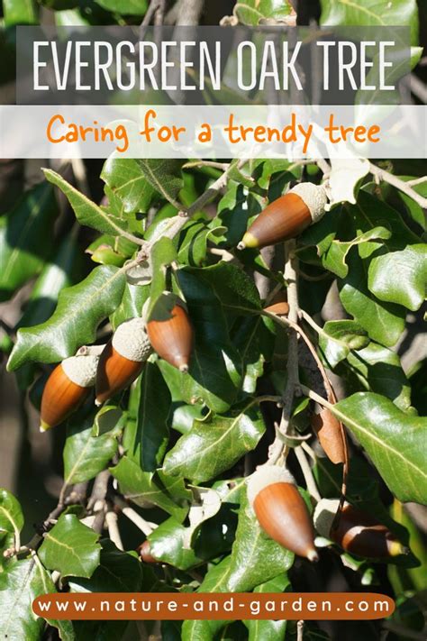 Evergreen Oak Planting Pruning And Caring For A Beautiful Evergreen