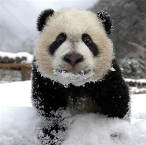 Pin By E On Panda Bears Panda Bear Panda In Snow Giant Panda