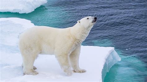 Polar Bear Encounter Arctic Day 10 Youtube