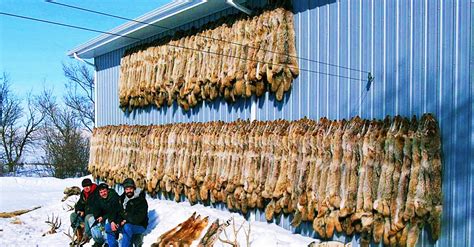 400000 Coyotes Are Killed In The Us Each Year The Reason Why Will