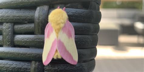 What Are Rosy Maple Moths Viral Pink And Yellow Moth Photo