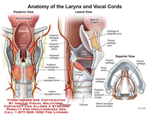 The larynx is a cartilaginous chamber about 4 cm (1.5 in.) long. larynx - Anatomy Exhibits