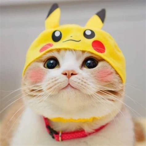 Pikachu Stunt Double Pikachu Cat Cute Animals Baby Cats