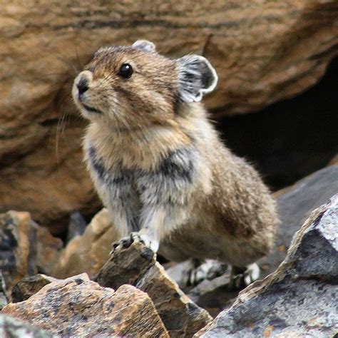 Pika Facts History Useful Information And Amazing Pictures