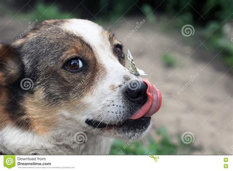 White Dog Licks His Nose On Which Sits A Butterfly Stock