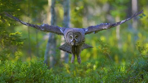 Finland Grey Owl Bing Wallpaper Download