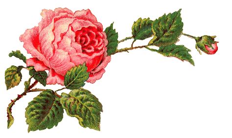 Rosas Victorianas En Una Rama De Epoca Png Transparente Stickpng