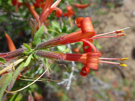 1,046 red flower shrubs products are offered for sale by suppliers on alibaba.com, of which artificial plant accounts for 13%, flower pots & planters there are 246 suppliers who sells red flower shrubs on alibaba.com, mainly located in asia. Red tubular flowers - pictures of Anisacanthus Thurberi ...