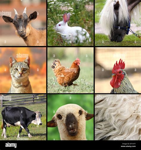 Large Collage With Farm Animals Put Together Stock Photo Alamy