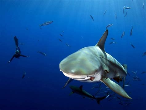 Sea Shark Fish Underwater Divers Biology Ocean Reef Vertebrate