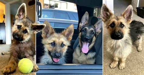 German Shepherd With Dwarfism Still Looks Like A Puppy At