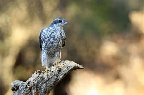 Hawks In Oregon 10 Species To Be Looking For In This State