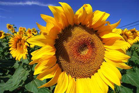 1000 Images About Sunflowers On Pinterest Sunflowers Field Of