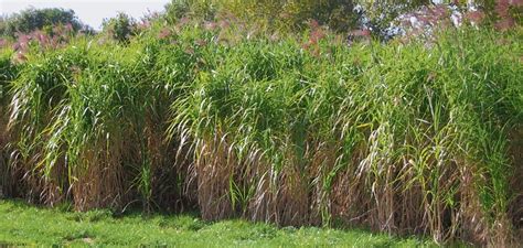 Chinaschilf benötigt nicht viel pflege. Das Chinaschilf im Garten - Mitte