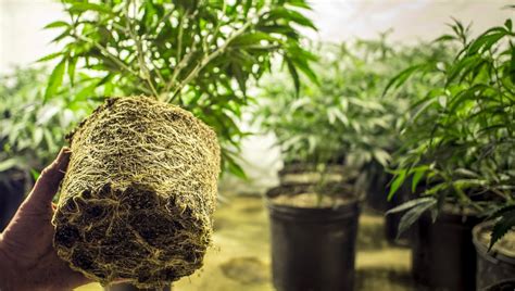 Cannabis Roots All You Need To Know Fast Buds