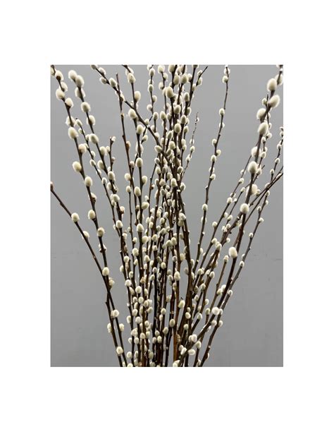 pussy willow 200 stems