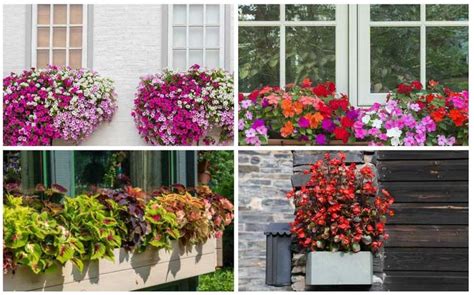 They are a favorite of hummingbirds. 10 Best Flowers for Window Boxes in Shade in 2020