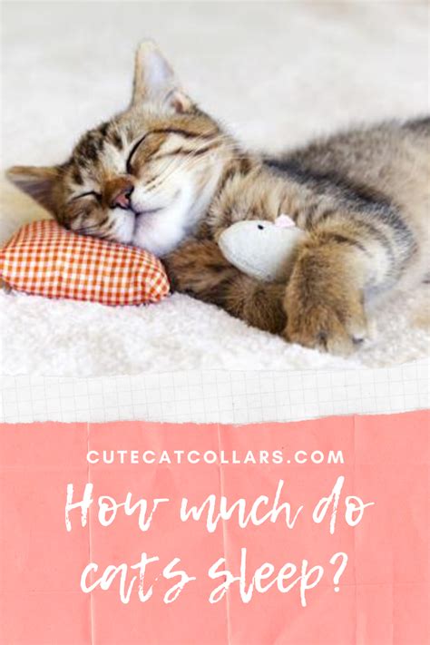How Much Do Cats Sleep In 2020 Cat Sleeping Cats Cat Facts