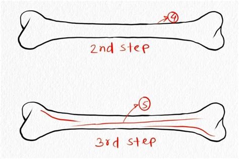 How To Draw A Bone Easy With Step By Step Guideline