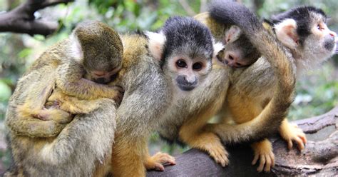 Two Tiny New Squirrel Monkeys Born At Taronga Taronga Conservation