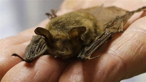 Covid Bats Can Get New Variants Study Says Ctv News
