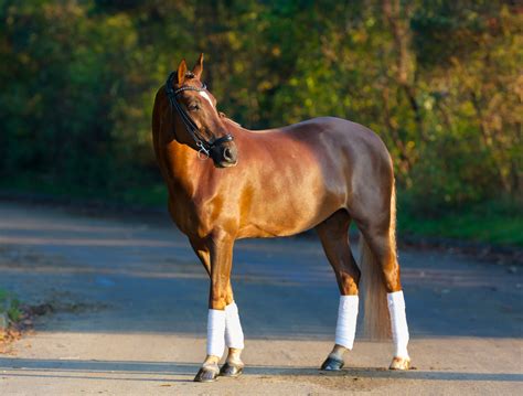 The 20 Most Expensive Horse Breeds Ventured