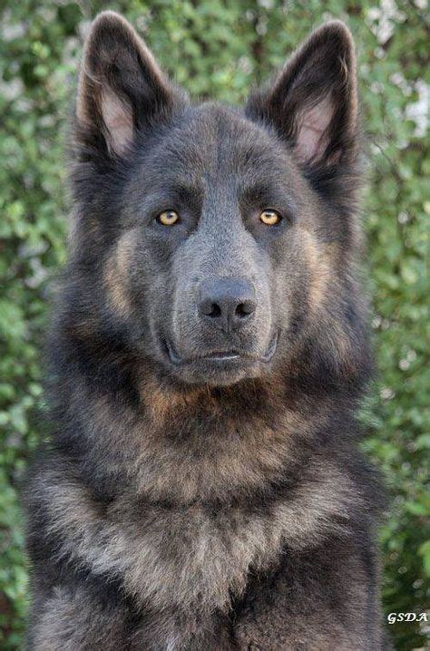 30 Best Sable German Shepherds Ideas Sable German Shepherd German