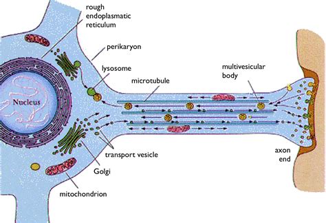 Dynamic Relationship Of Mitochondria And Neurons