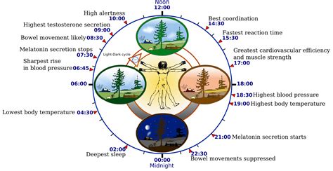 Circadian rhythm - Wikipedia