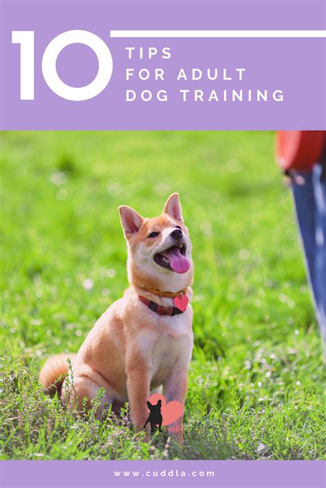 Training Basics For Adult Dogs Where To Start Artofit