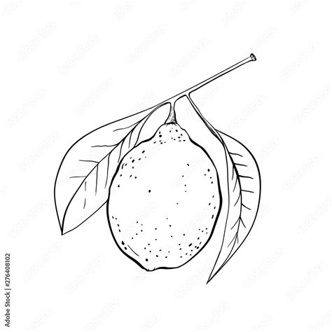 Lemon Hand Drawn Illustration Fruit Ink Pen Outline Sketch Black And
