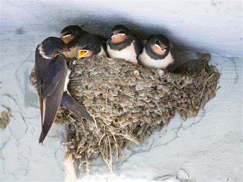 How Do Birds Build Nests 5 Key Types Birdfact