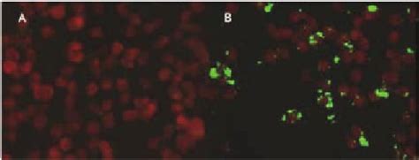 Immunofluorescence Assays For Anti Bartonella Igg Antibodies Using