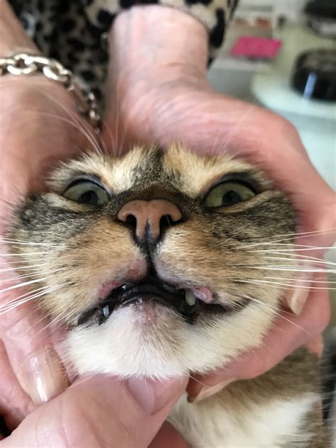 All About Cat Rodent Ulcers Information How To Diagnose And Treat 2020
