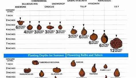 depth to plant tulip bulbs home planting depth for flowering bulbs