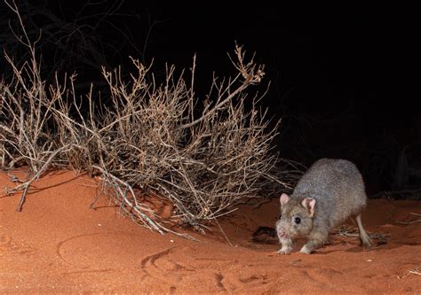 So You Want To Cat Proof A Bettong How Living With Predators Could
