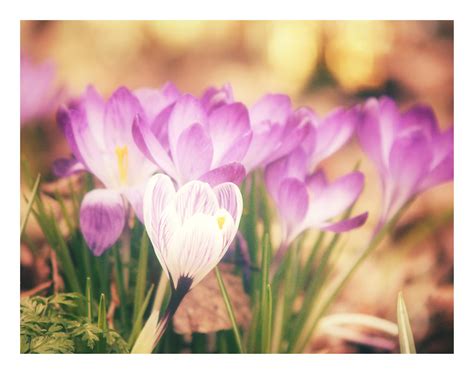 Cuteetracy Forum: Where Friendship Blossoms